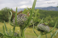 Pachytrachis striolatus