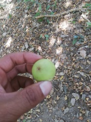 Bravaisia integerrima