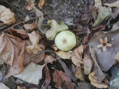 Bravaisia integerrima