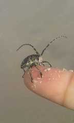 Neodillonia albisparsa