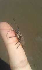 Neodillonia albisparsa