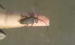 Neodillonia albisparsa