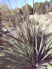 Dasylirion cedrosanum