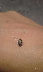 Kuschelina mathematica