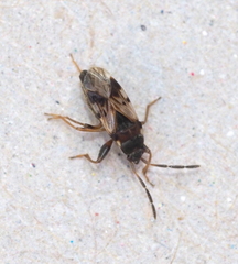 Scolopostethus decoratus