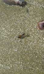 Solenopsis saevissima