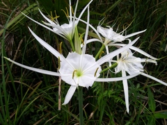 Hymenocallis liriosme