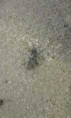 Cylindera nivea orbignyi