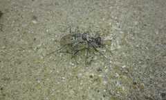 Cylindera nivea orbignyi