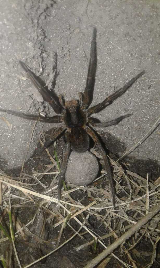 Lycosa auroguttata