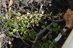 Cerastium holosteoides
