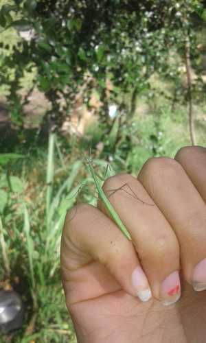 Small-winged Stick Mantis photo 2