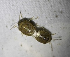 Menida spectabilis
