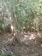 Bravaisia integerrima