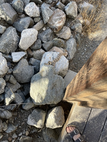 iNaturalist observation photo of Southwestern Speckled Rattlesnake