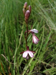 Eulophia zeyheriana