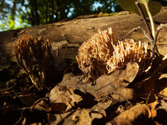 Phaeoclavulina eumorpha