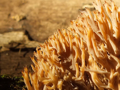 Phaeoclavulina eumorpha