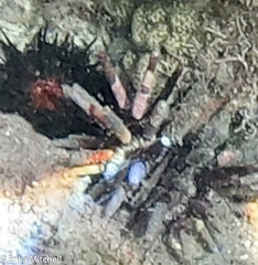 Eucidaris tribuloides