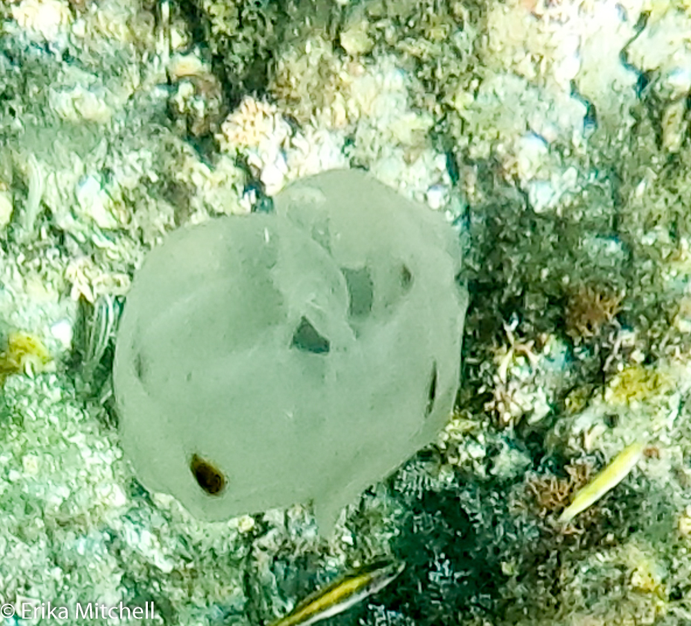 Winged Comb Jellies (Jellyfish of the Cape Fear Region, NC) · iNaturalist