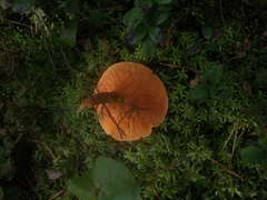 Hygrophoropsis rufa