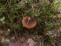 Hygrophoropsis rufa