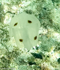 Ocyropsis maculata