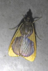 Prooedema inscisalis