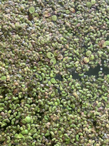 Image of Turion Duckweed (Lemna turionifera) by (c) Valerii Glazunov, some rights reserved (CC BY)