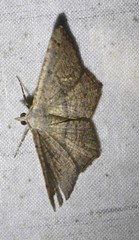 Dissomorphia australiaria