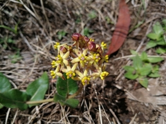 Asclepias montevaga