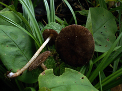 Pluteus umbrosus