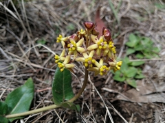 Asclepias montevaga
