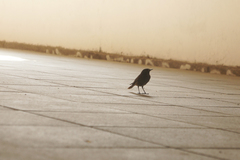 Phoenicurus ochruros