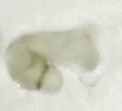 Orthoperus atomarius