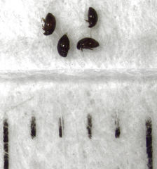 Orthoperus atomarius