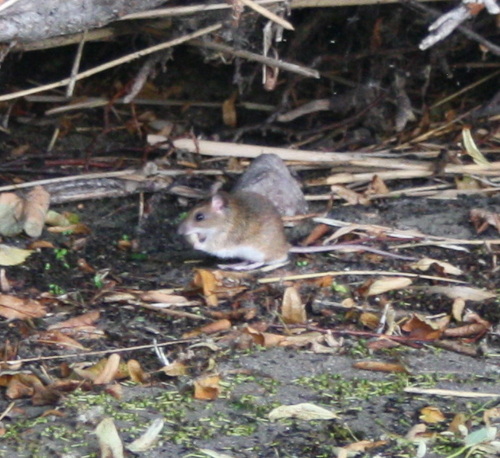 Yellow-necked Field Mouse