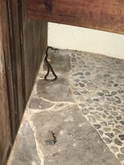 Leptodeira polysticta