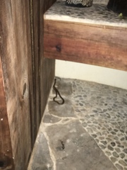 Leptodeira polysticta