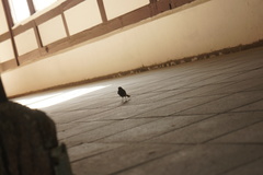 Phoenicurus ochruros