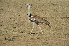 Ardeotis kori struthiunculus
