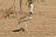 Ardeotis kori struthiunculus