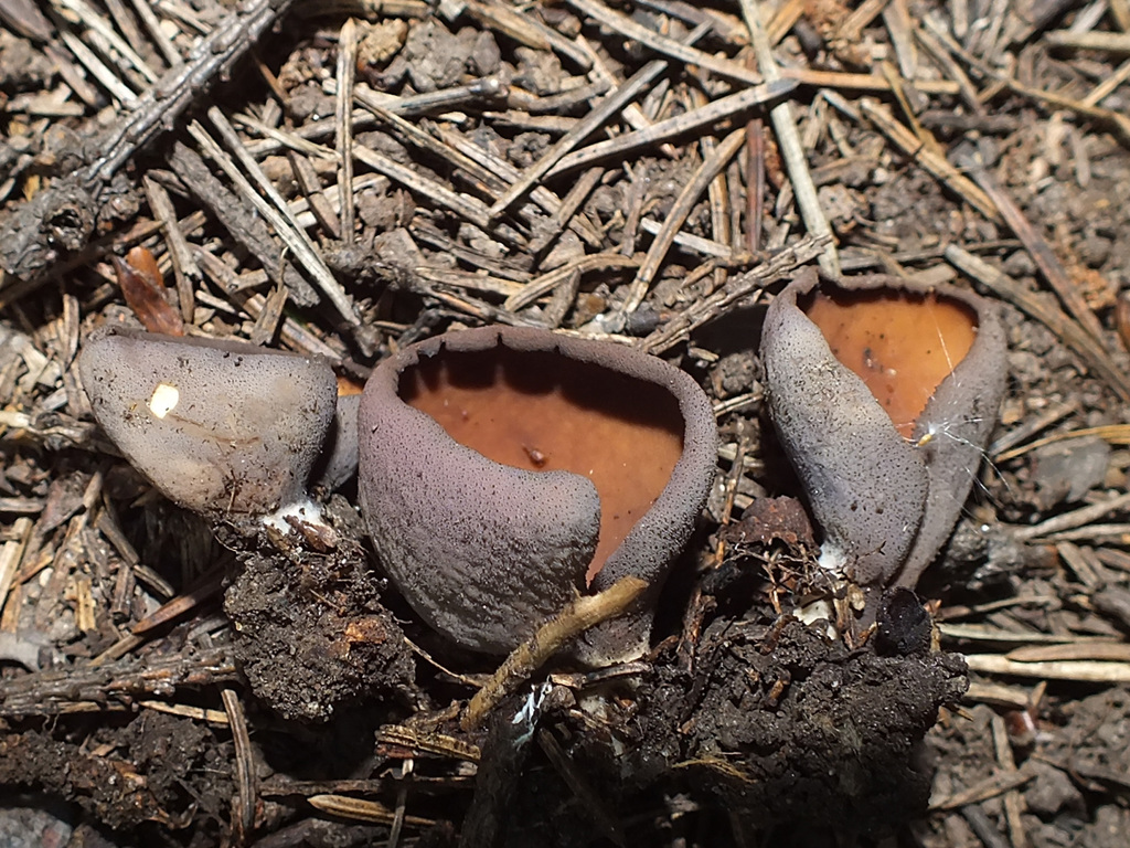 Otidea mirabilis
