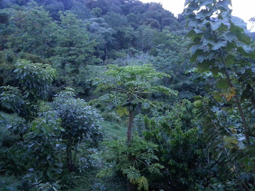 Carica papaya - Whole tree