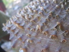 Pinnidae