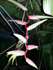 Heliconia chartacea