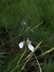 Moraea brevistyla