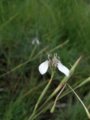 Moraea brevistyla