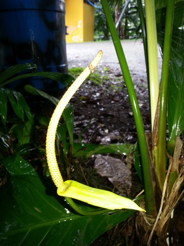 Anthurium acutifolium