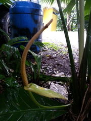 Anthurium acutifolium